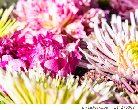 Colorful and fun flower water basin to brighten up the New Year 114276008