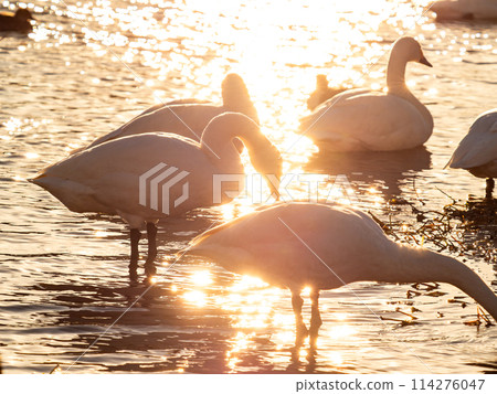 The beautiful sight of whooper swans at Kobegawa River, the closest swan habitat to the Tokyo metropolitan area The beautiful sight of whooper swans at Kobegawa River, the closest swan habitat to the Tokyo metropolitan area 114276047