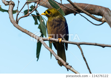 Australian Bell Miner in Victoria Australia 114276122