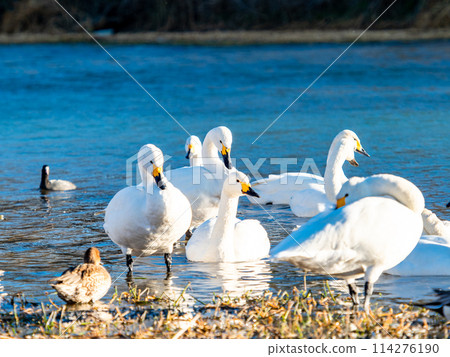 The beautiful sight of whooper swans at Kobegawa River, the closest swan habitat to the Tokyo metropolitan area The beautiful sight of whooper swans at Kobegawa River, the closest swan habitat to the Tokyo metropolitan area 114276190