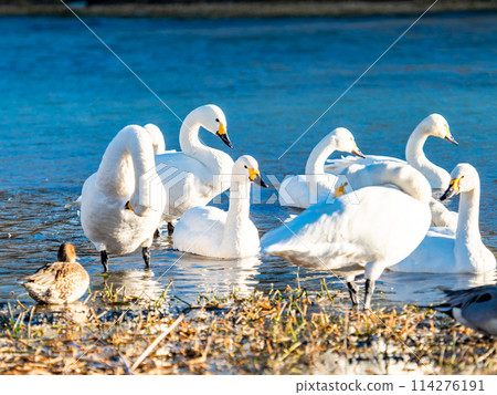 The beautiful sight of whooper swans at Kobegawa River, the closest swan habitat to the Tokyo metropolitan area The beautiful sight of whooper swans at Kobegawa River, the closest swan habitat to the Tokyo metropolitan area 114276191