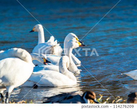 距離東京都最近的天鵝觀賞地－越部川，美麗的天鵝景觀 114276209