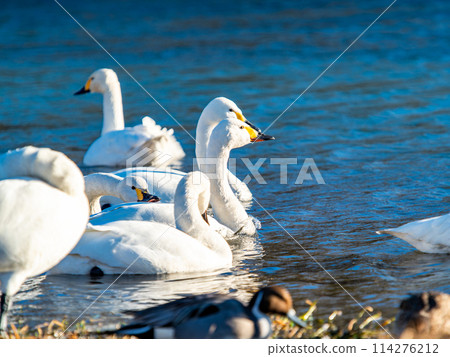The beautiful sight of whooper swans at Kobegawa River, the closest swan habitat to the Tokyo metropolitan area 114276212