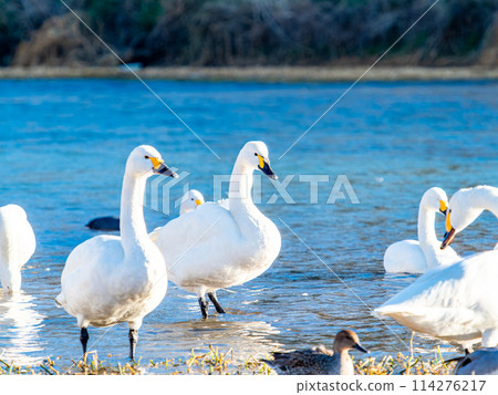 The beautiful sight of whooper swans at Kobegawa River, the closest swan habitat to the Tokyo metropolitan area The beautiful sight of whooper swans at Kobegawa River, the closest swan habitat to the Tokyo metropolitan area 114276217
