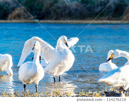 距離東京都最近的天鵝觀賞地－越部川，美麗的天鵝景觀 114276219