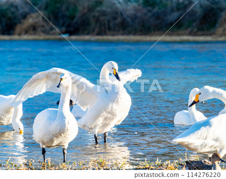 距離東京都最近的天鵝觀賞地-越部川,美麗的天鵝景觀 距離東京都最近的天鵝觀賞地-越部川,美麗的天鵝景觀 114276220