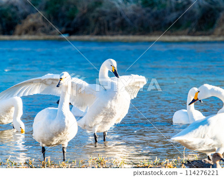 距離東京都最近的天鵝觀賞地－越部川，美麗的天鵝景觀 114276221