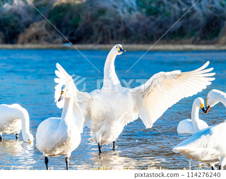 距離東京都最近的天鵝觀賞地－越部川，美麗的天鵝景觀 114276240