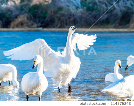 距離東京都最近的天鵝觀賞地－越部川，美麗的天鵝景觀 114276248