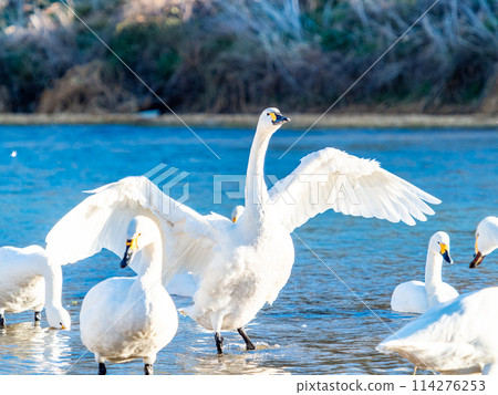 距離東京都最近的天鵝觀賞地－越部川，美麗的天鵝景觀 114276253