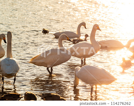 距離東京都最近的天鵝觀賞地－越部川，美麗的天鵝景觀 114276262