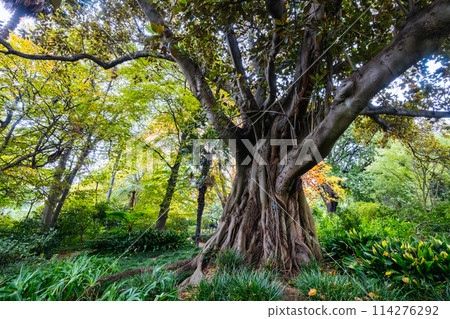Royal Botanic Gardens in Melbourne Australia Royal Botanic Gardens in Melbourne Australia 114276292