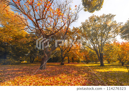 Royal Botanic Gardens in Melbourne Australia 114276323