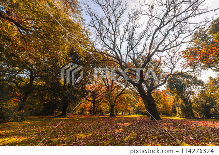 Royal Botanic Gardens in Melbourne Australia 114276324