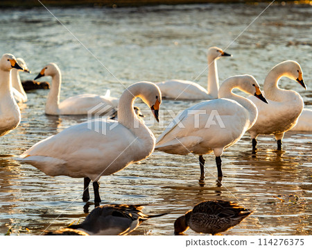 The beautiful sight of whooper swans at Kobegawa River, the closest swan habitat to the Tokyo metropolitan area 114276375