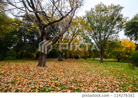 Royal Botanic Gardens in Melbourne Australia 114276381