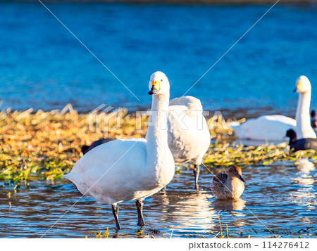 The beautiful sight of whooper swans at Kobegawa River, the closest swan habitat to the Tokyo metropolitan area 114276412