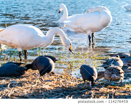 距離東京都最近的天鵝觀賞地-越部川,美麗的天鵝景觀 距離東京都最近的天鵝觀賞地-越部川,美麗的天鵝景觀 114276459