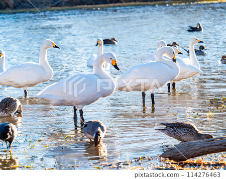 The beautiful sight of whooper swans at Kobegawa River, the closest swan habitat to the Tokyo metropolitan area 114276463