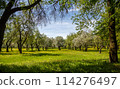 alley with blooming apple trees 114276497