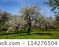 alley with blooming apple trees 114276504
