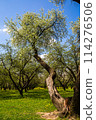 Spring in the city park 114276506