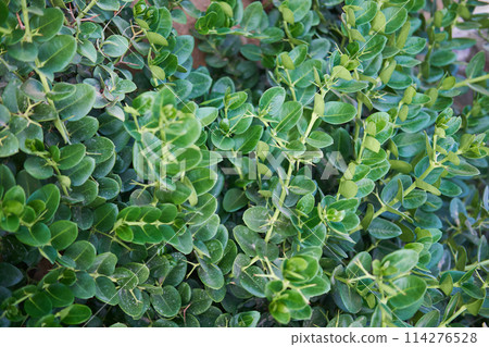 Dense foliage of Carissa macrocarpa with glossy green leaves, ideal for hedges. 114276528