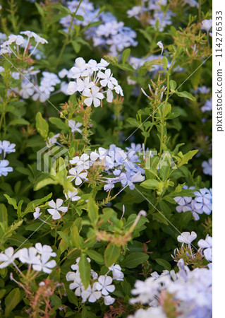 White Plumbago auriculata Flowers Amidst Lush Foliage, Symbol of Harmony in Garden Design 114276533