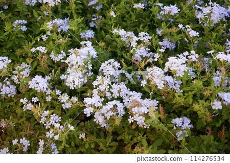 White Plumbago auriculata Flowers Amidst Lush Foliage, Symbol of Harmony in Garden Design 114276534