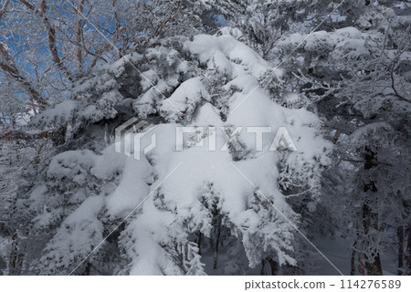 Ice-covered trees and snowy scenery on the Shibunoyu route (Higashi Tengu to Nakayama Pass) of Mount Higashi Tengu in the harsh winter in Chino City, Nagano Prefecture Ice-covered trees and snowy scenery on the Shibunoyu route (Higashi Tengu to Nakayama Pass) of Mount Higashi Tengu in the harsh winter in Chino City, Nagano Prefecture 114276589