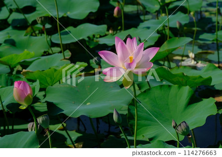 Lotus flowers at the ruins of Fujiwara-kyo in Nara Lotus flowers at the ruins of Fujiwara-kyo in Nara 114276663