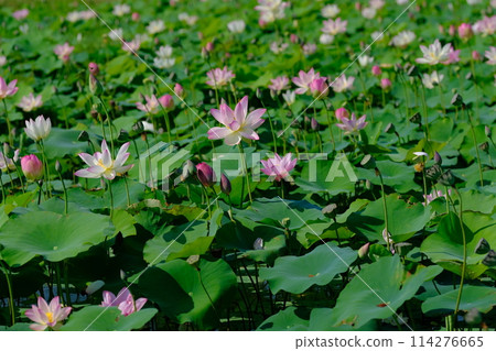 Lotus flowers at the ruins of Fujiwara-kyo in Nara 114276665