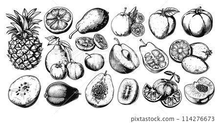 Line Sketch Tropical Fruits Set with Crisp Contours. Engraved pineapple pear plum apple orange Vector Illustrations of Exotic Fruit Symbols on White Background Line Sketch Tropical Fruits Set with Crisp Contours. Engraved pineapple pear plum apple orange Vector Illustrations of Exotic Fruit Symbols on White Background 114276673