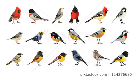 Flat Wild Birds cartoon Isolated Vector Symbols. Forest Bird colour Various Design Elements 114276680