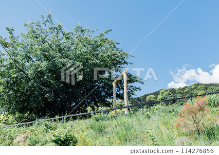 《Shizuoka Prefecture》 ACAO FOREST in Atami: A photogenic spot for social media: the flying swing 114276856