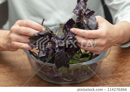 Hands preparing salad. sort out the basil sprigs. Herbs in cooking. 114276866