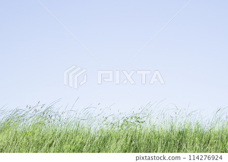 Blue sky and green bank Skyless background 114276924