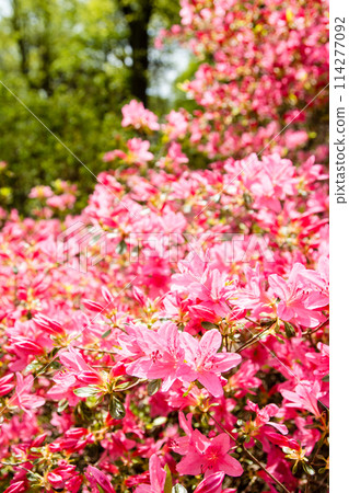 倫敦郊區里士滿公園的伊莎貝拉種植園盛開的鮮紅色杜鵑花 114277092