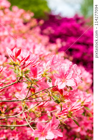 Bright red azaleas in full bloom at Isabella Plantation in Richmond Park, outside London 114277094