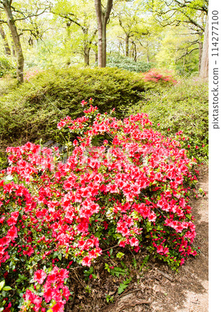Bright red azaleas in full bloom at Isabella Plantation in Richmond Park, outside London Bright red azaleas in full bloom at Isabella Plantation in Richmond Park, outside London 114277100