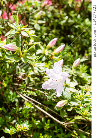 Pale pink azaleas in full bloom at Isabella Plantation in Richmond Park, on the outskirts of London Pale pink azaleas in full bloom at Isabella Plantation in Richmond Park, on the outskirts of London 114277223