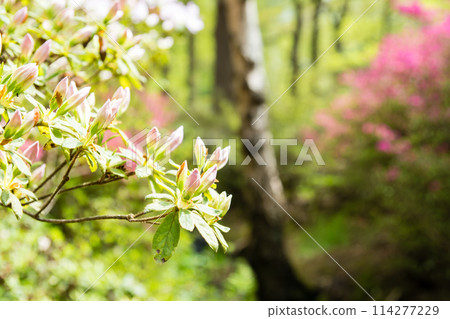 Pale pink azaleas in full bloom at Isabella Plantation in Richmond Park, on the outskirts of London 114277229