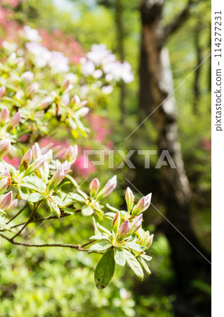 Pale pink azaleas in full bloom at Isabella Plantation in Richmond Park, on the outskirts of London Pale pink azaleas in full bloom at Isabella Plantation in Richmond Park, on the outskirts of London 114277231
