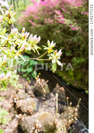 Pale pink azaleas in full bloom at Isabella Plantation in Richmond Park, on the outskirts of London Pale pink azaleas in full bloom at Isabella Plantation in Richmond Park, on the outskirts of London 114277233
