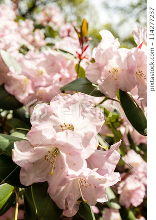 Pale pink azaleas in full bloom at Isabella Plantation in Richmond Park, on the outskirts of London 114277237