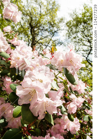 Pale pink azaleas in full bloom at Isabella Plantation in Richmond Park, on the outskirts of London Pale pink azaleas in full bloom at Isabella Plantation in Richmond Park, on the outskirts of London 114277239