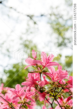 倫敦郊區里士滿公園的伊莎貝拉種植園盛開的鮮紅色杜鵑花 倫敦郊區里士滿公園的伊莎貝拉種植園盛開的鮮紅色杜鵑花 114277298