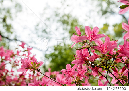 倫敦郊區里士滿公園的伊莎貝拉種植園盛開的鮮紅色杜鵑花 114277300