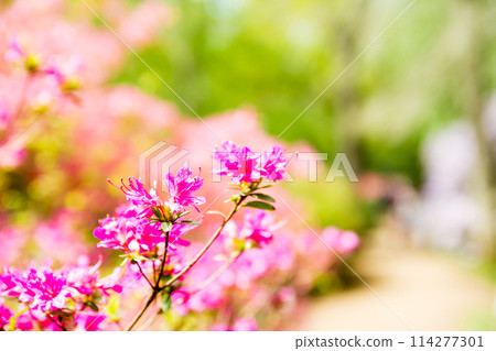 Bright red azaleas in full bloom at Isabella Plantation in Richmond Park, outside London 114277301