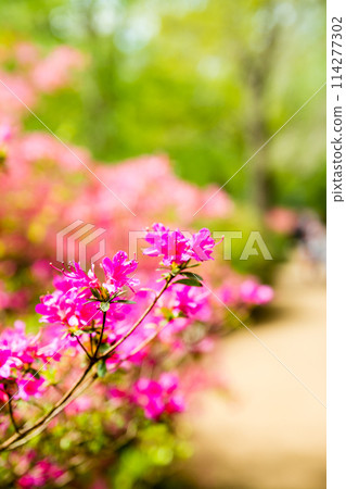 Bright red azaleas in full bloom at Isabella Plantation in Richmond Park, outside London Bright red azaleas in full bloom at Isabella Plantation in Richmond Park, outside London 114277302